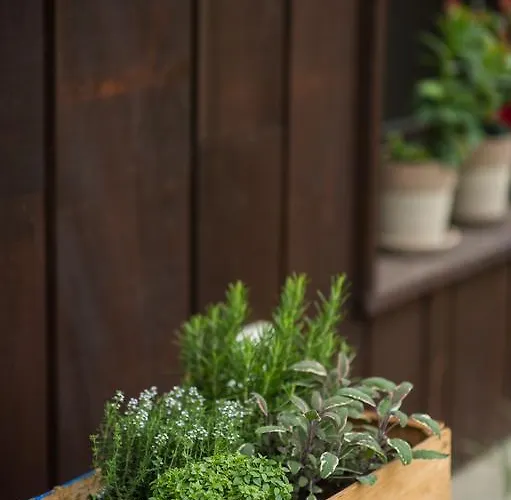 Quader Nidi Nel Kır Evi